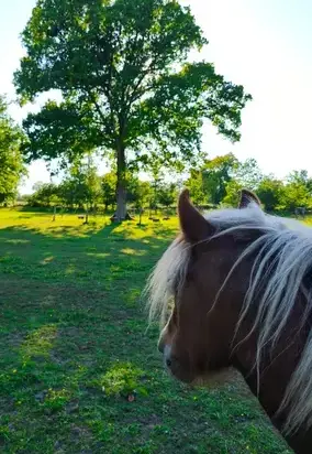 atelier bien-être Combourg-1