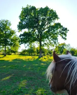 atelier bien-être Fougères-2