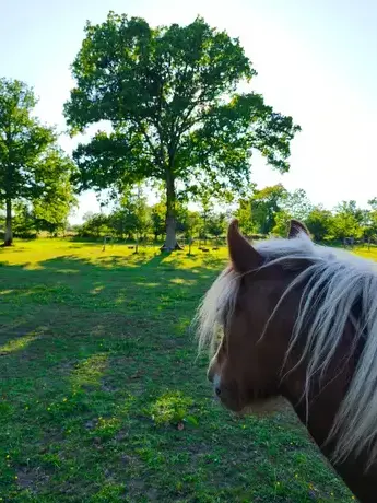 atelier bien-être à Ille-et-Vilaine - image 2