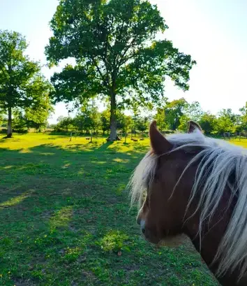 atelier bien-être Maen Roch-1