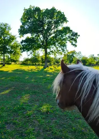 atelier bien-être Rennes-1