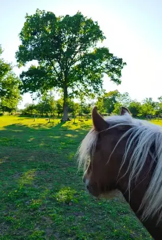 coaching développement personnel Dol-de-Bretagne-2