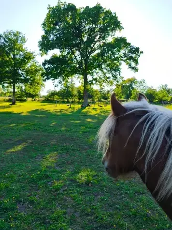 coaching développement personnel Pontorson-1