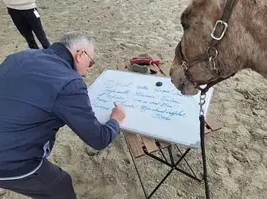 domaine équestre Avranches-1