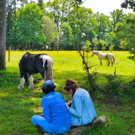 domaine équestre Avranches-5