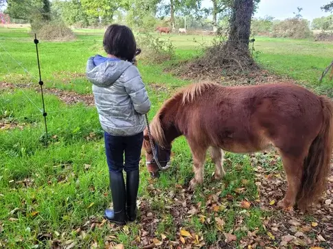 domaine équestre à Bretagne - image 2