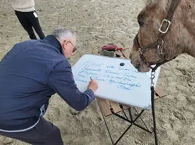 domaine équestre Bretagne-5