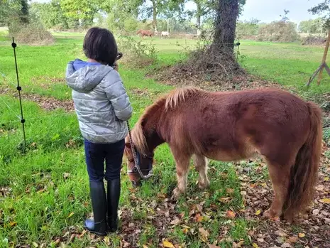 domaine équestre Combourg-1