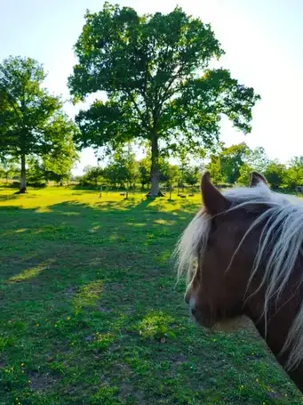 domaine équestre à Combourg - image 4