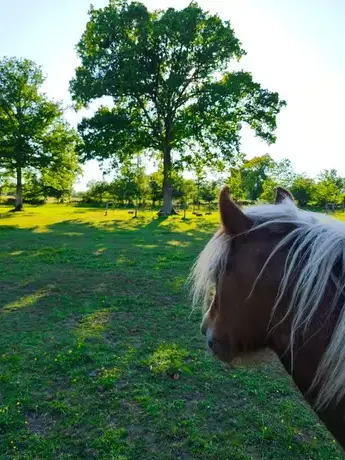 domaine équestre à Dol-de-Bretagne - image 3