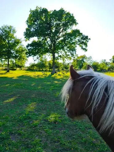 domaine équestre à Fougères - image 3