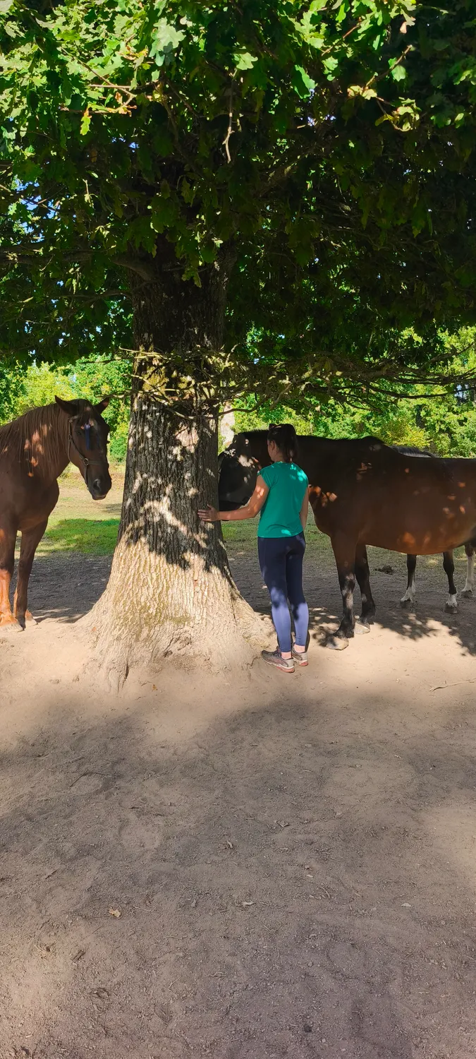 domaine equestre fougeres