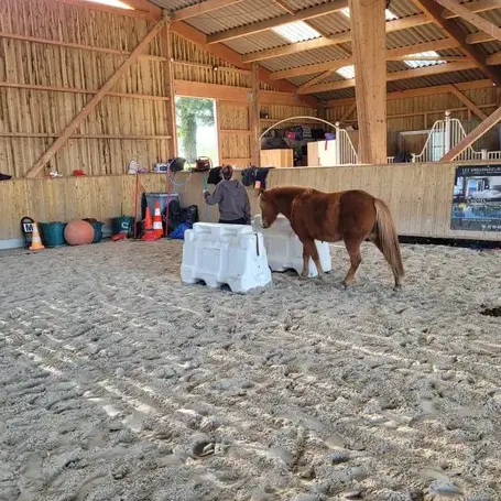 domaine équestre Ille-et-Vilaine-5