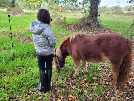 domaine équestre à Maen Roch - image 3