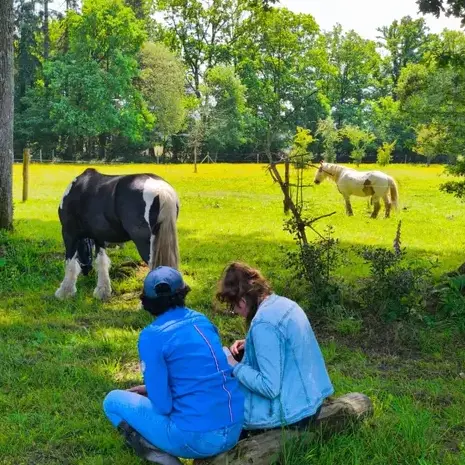 domaine équestre Pontorson-1