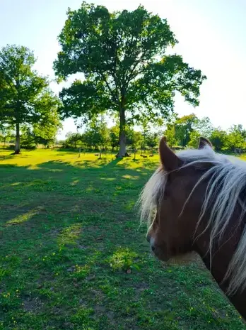 domaine équestre à Pontorson - image 4