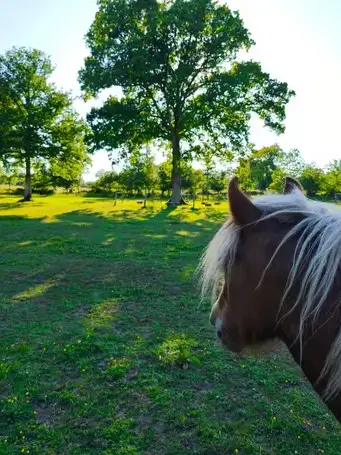 domaine équestre à Rennes - image 4