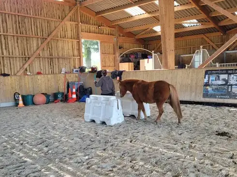 équithérapie Avranches-2