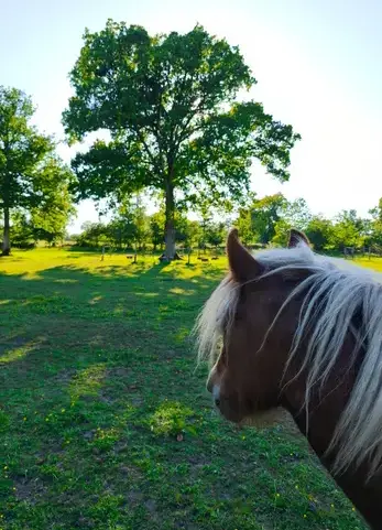 équithérapie Avranches-3