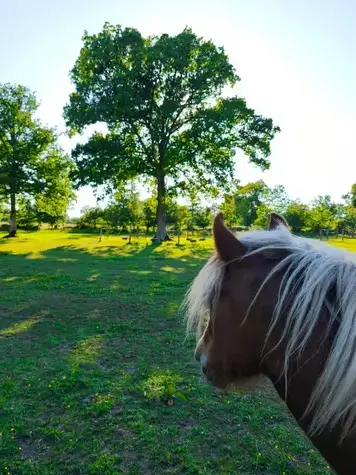 équithérapie à Bretagne - image 3