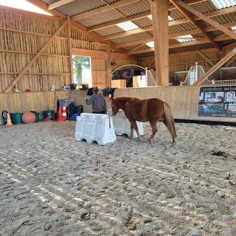 équithérapie à Bretagne - image 4