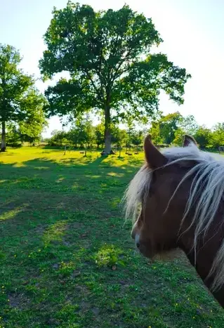 équithérapie Combourg-3