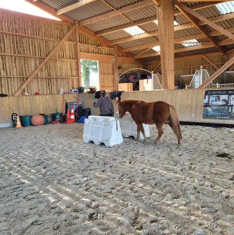 équithérapie Combourg-4