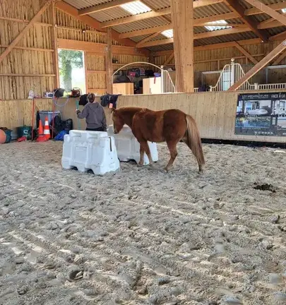 équithérapie Dol-de-Bretagne-1