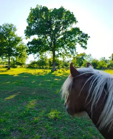 équithérapie Dol-de-Bretagne-2
