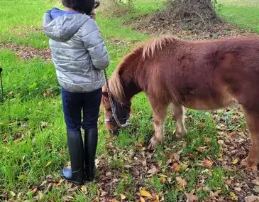 équithérapie Dol-de-Bretagne-4