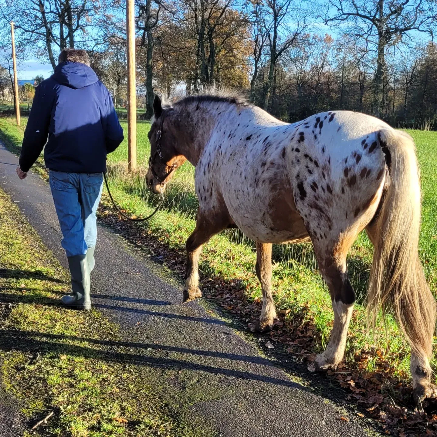 equitherapie dol de bretagne