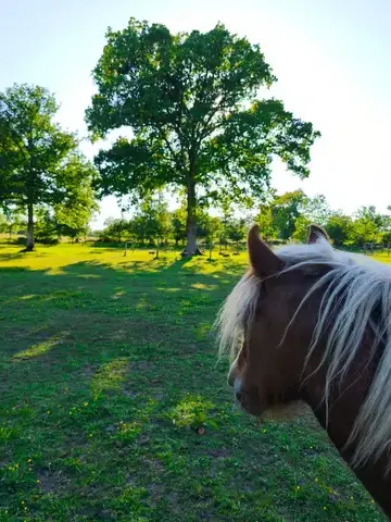 équithérapie Ille-et-Vilaine-1