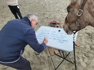 équithérapie à Ille-et-Vilaine - image 2