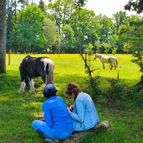 équithérapie à Normandie - image 2