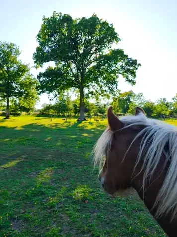 équithérapie à Normandie - image 3