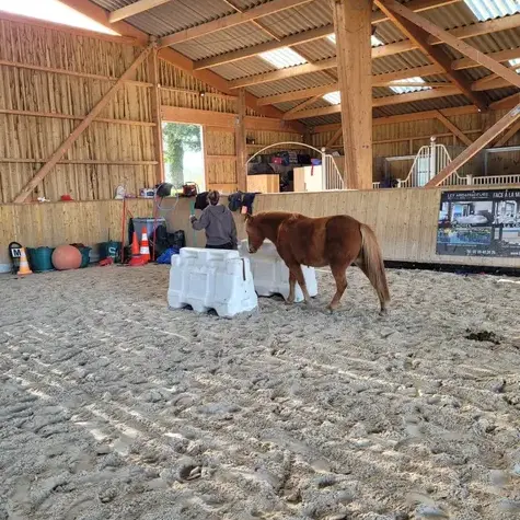 équithérapie à Normandie - image 4