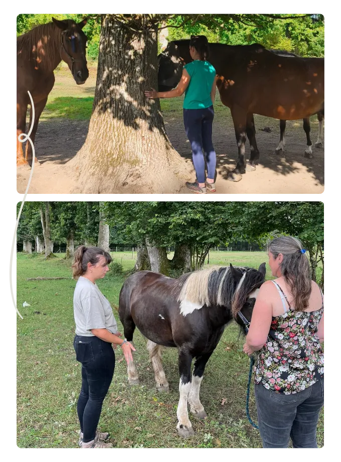 equitherapie normandie