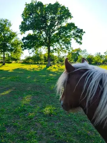 équithérapie Pontorson-1