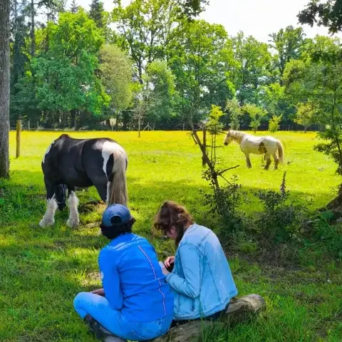 équithérapie à Pontorson - image 4