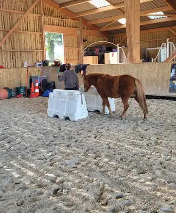 formation equicoaching Avranches-1