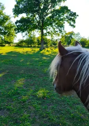 formation equicoaching Avranches-4