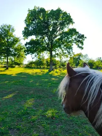 formation equicoaching à Bretagne - image 2