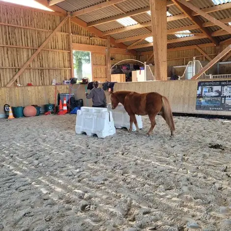 formation equicoaching à Bretagne - image 4
