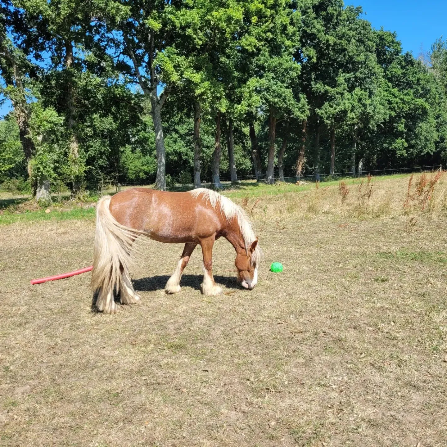 formation equicoaching combourg
