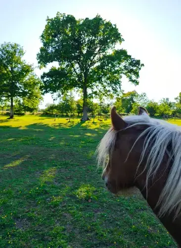 formation equicoaching Combourg-5