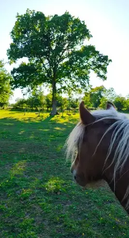 formation equicoaching Dol-de-Bretagne-5