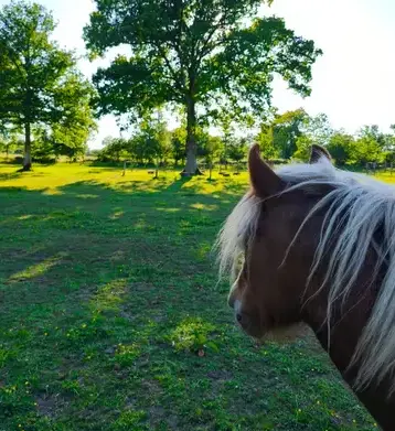 formation equicoaching Fougères-2