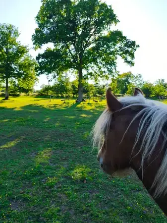 formation equicoaching Ille-et-Vilaine-1