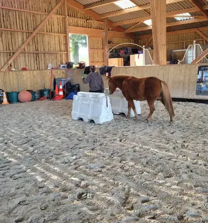 formation equicoaching Maen Roch-2