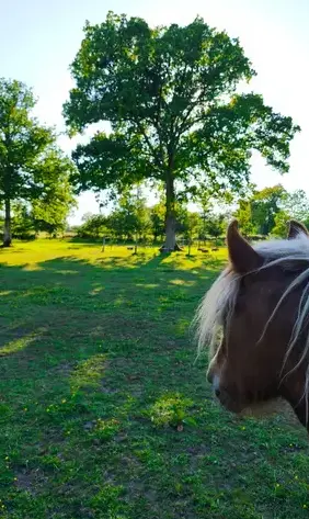 formation equicoaching Maen Roch-5